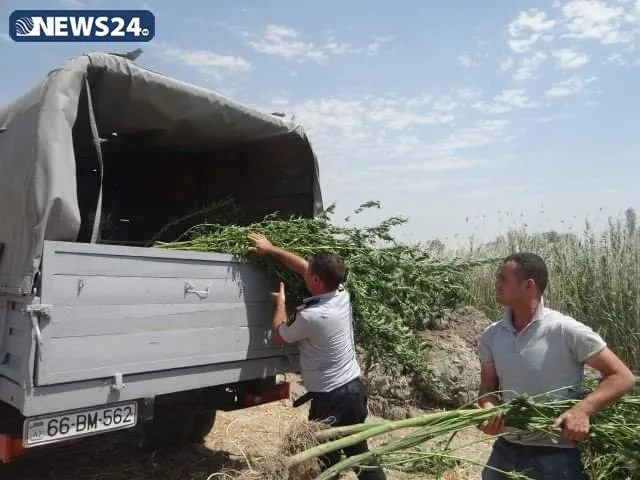 Yevlaxda narkoplantasiya aşkar edildi - 1 TON 152 KİLOQRAM ÇƏTƏNƏ