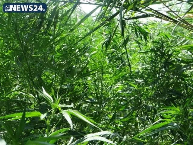Yevlaxda narkoplantasiya aşkar edildi - 1 TON 152 KİLOQRAM ÇƏTƏNƏ