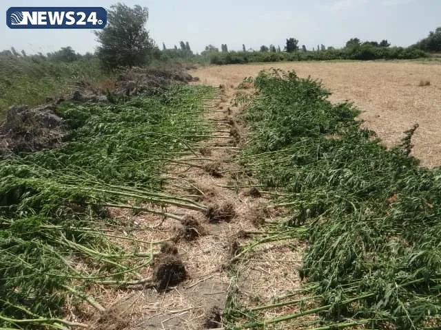 Yevlaxda narkoplantasiya aşkar edildi - 1 TON 152 KİLOQRAM ÇƏTƏNƏ
