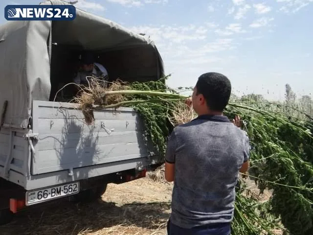 Yevlaxda narkoplantasiya aşkar edildi - 1 TON 152 KİLOQRAM ÇƏTƏNƏ
