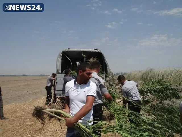 Yevlaxda narkoplantasiya aşkar edildi - 1 TON 152 KİLOQRAM ÇƏTƏNƏ