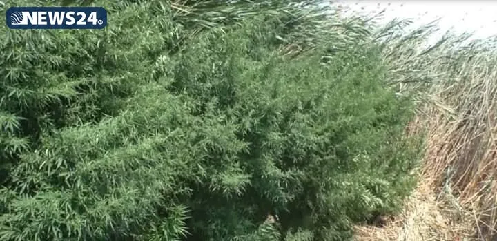 Yevlaxda narkoplantasiya aşkar edildi - 1 TON 152 KİLOQRAM ÇƏTƏNƏ