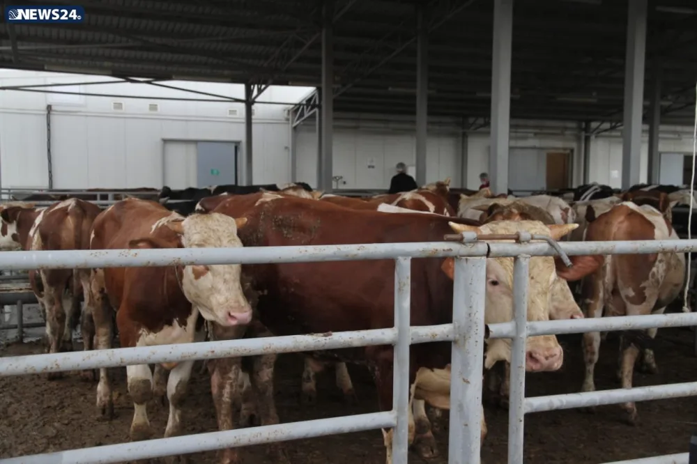 AQTA Qurban bayramı ilə bağlı - İNFOTUR KEÇİRİR