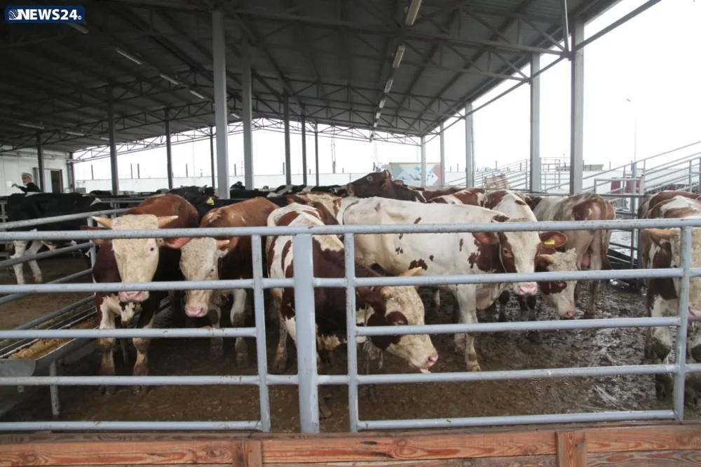AQTA Qurban bayramı ilə bağlı - İNFOTUR KEÇİRİR
