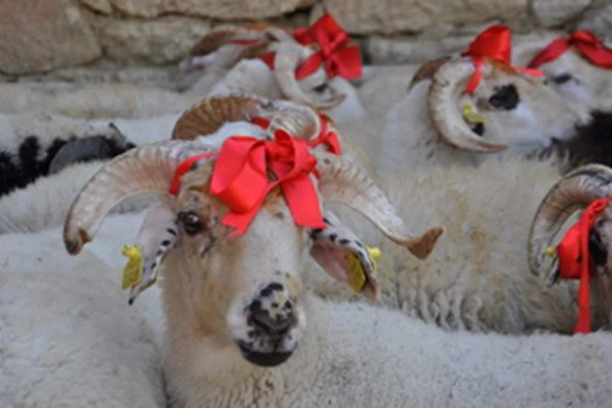 Bu gün - QURBAN BAYRAMIDIR