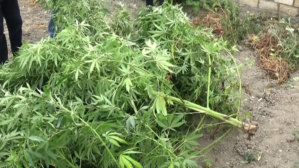 Qubada narkotik əməliyyatı - DƏSTƏ ÜZVLƏRİ SAXLANILDI - FOTO