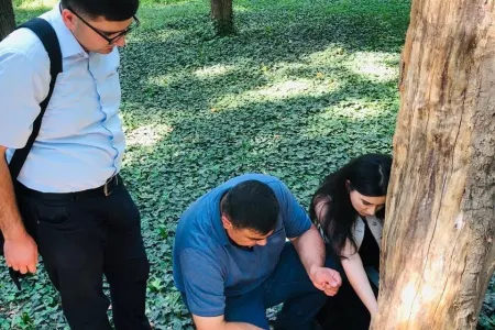 “Xan bağı” parkında bir neçə yaşlı, irigövdəli ağaclar quruyub - AQTA