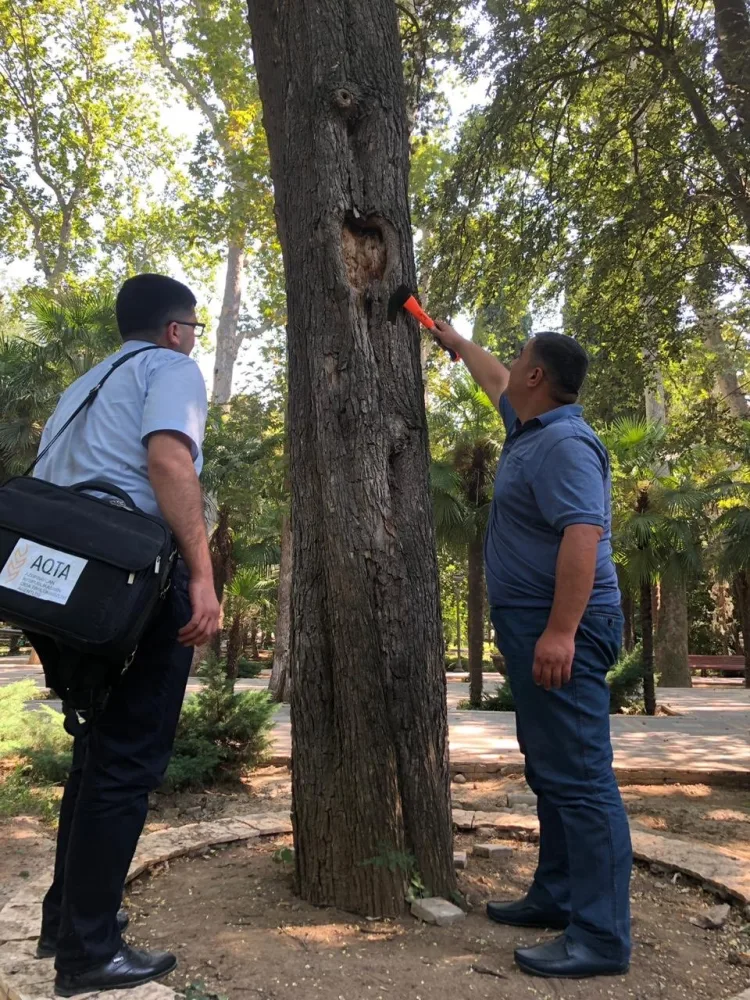 “Xan bağı” parkında bir neçə yaşlı, irigövdəli ağaclar quruyub - AQTA