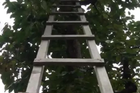 Oğuzda ağacdan yıxılan qadının beli qırıldı