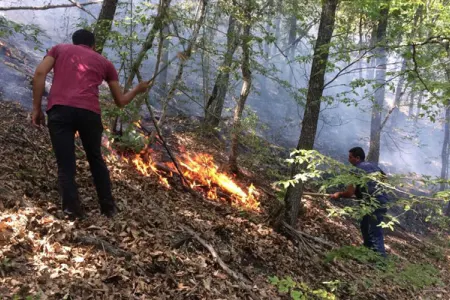 Qubada meşə yanğını söndürüldü - Son dəqiqə