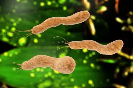 Gənclər arasında Helicobacter pylori infeksiyası geniş yayılıb