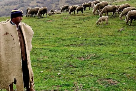 Çoban fermadan - OĞURLUQ ELƏDİ