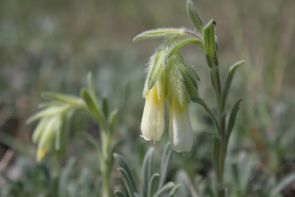 Altıağac milli parkında “açıq qapı” günü - KEÇİRİLƏCƏK - FOTOLAR
