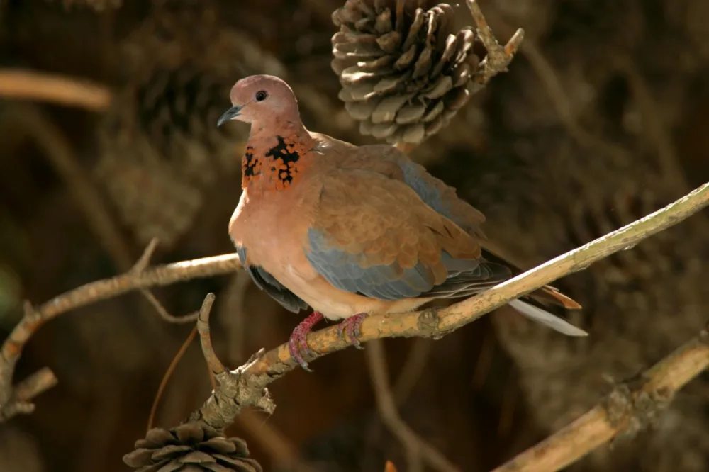 Altıağac milli parkında “açıq qapı” günü - KEÇİRİLƏCƏK - FOTOLAR