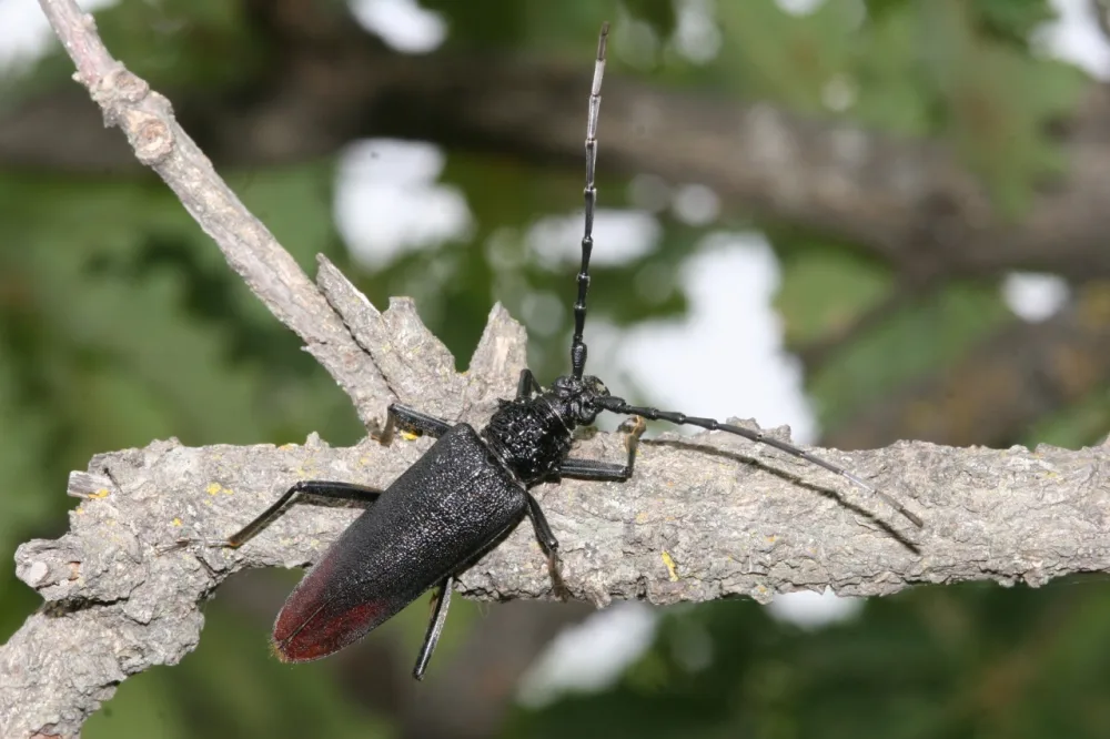 Altıağac milli parkında “açıq qapı” günü - KEÇİRİLƏCƏK - FOTOLAR