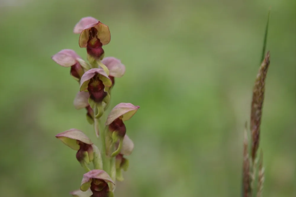 Altıağac milli parkında “açıq qapı” günü - KEÇİRİLƏCƏK - FOTOLAR