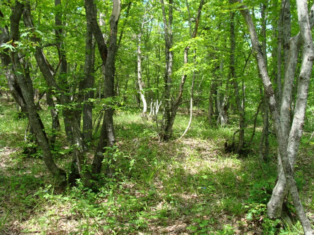 Altıağac milli parkında “açıq qapı” günü - KEÇİRİLƏCƏK - FOTOLAR