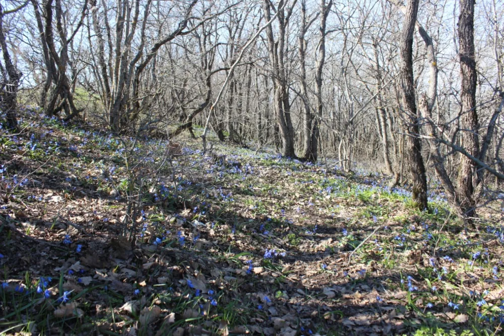 Altıağac milli parkında “açıq qapı” günü - KEÇİRİLƏCƏK - FOTOLAR