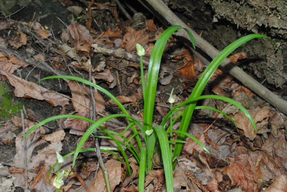 Altıağac milli parkında “açıq qapı” günü - KEÇİRİLƏCƏK - FOTOLAR