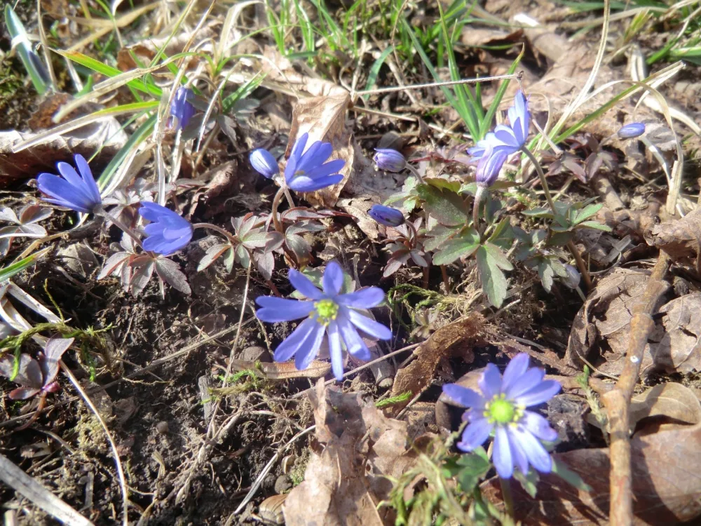 Altıağac milli parkında “açıq qapı” günü - KEÇİRİLƏCƏK - FOTOLAR