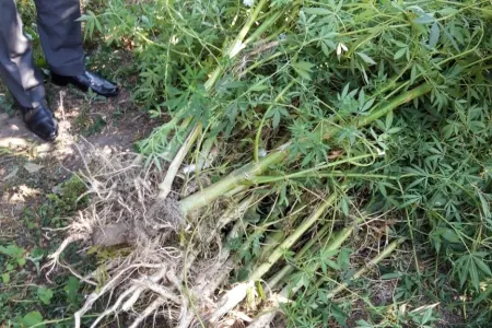 Xaçmaz sakinindən 31 kiloqram narkotik - GÖTÜRÜLDÜ