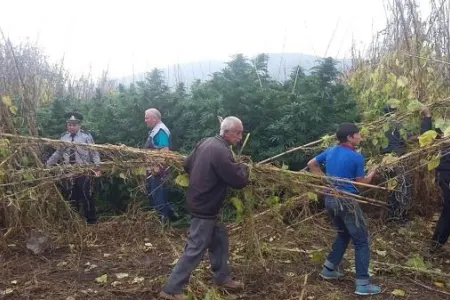 Ağstafada 3 tondan çox narkotik məhv edildi