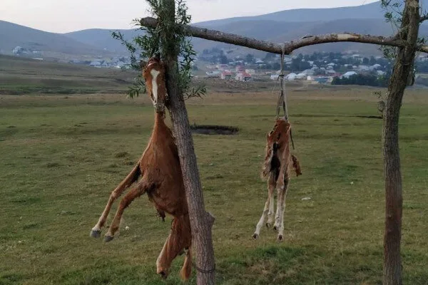 Daşkəsəndə atları öldürüb dirəkdən asan - ŞƏXS SAXLANILDI