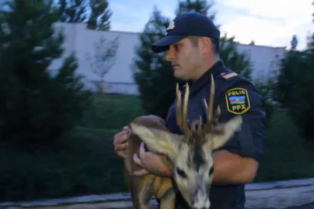 Polis yaralı ceyrana kömək etdi - QUBADA - FOTOLAR