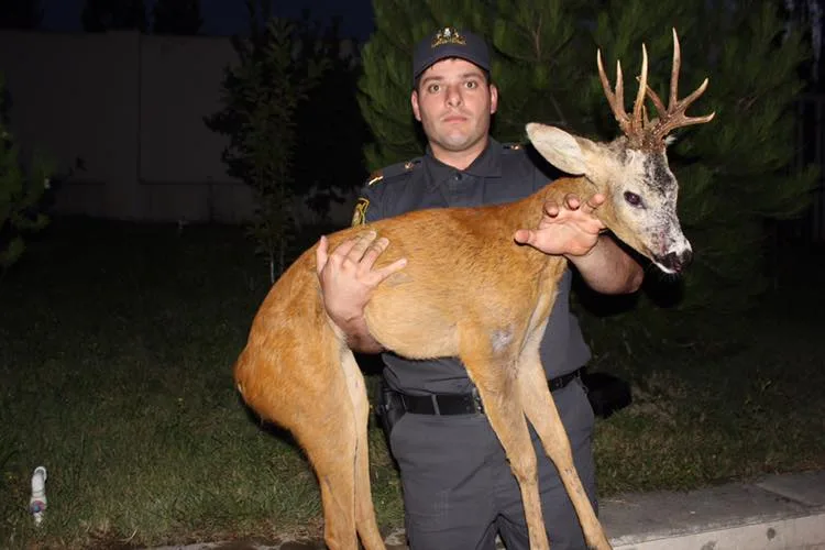 Polis yaralı ceyrana kömək etdi - QUBADA - FOTOLAR