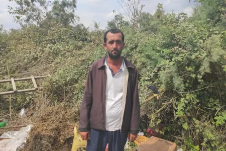 Salyanda 62 ədəd çətənə kolu - AŞKARLANDI - FOTO