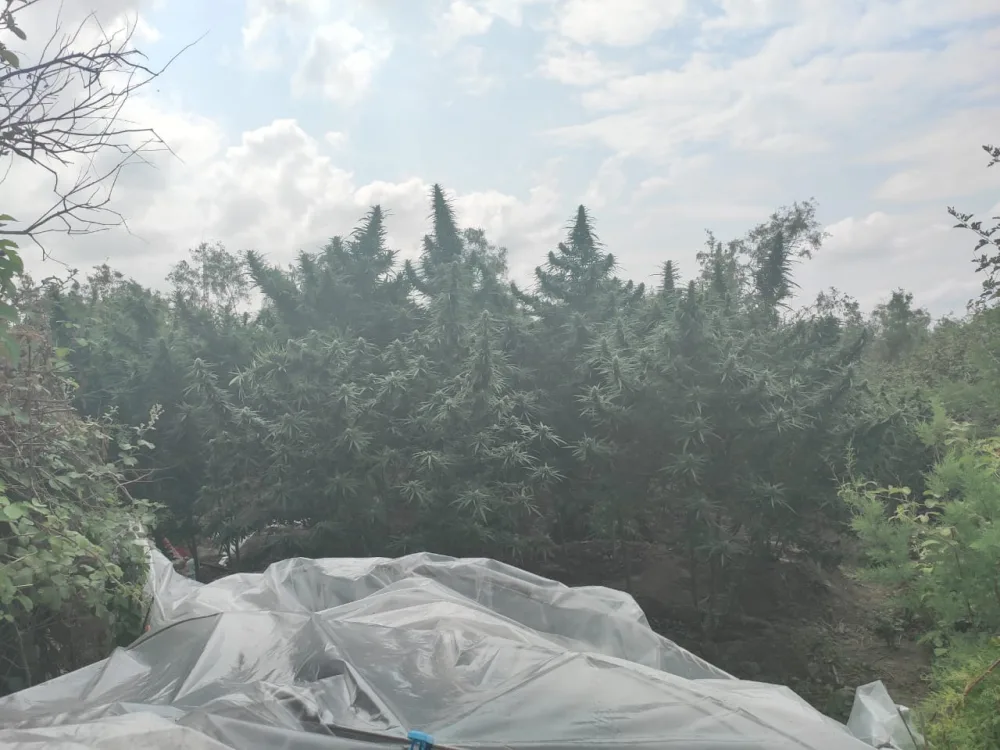 Salyanda 62 ədəd çətənə kolu - AŞKARLANDI - FOTO