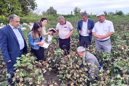 Azərbaycanda becərilən pambığın bioloji məhsuldarlığı müəyyən olundu - Çin texnologiyası əsasında