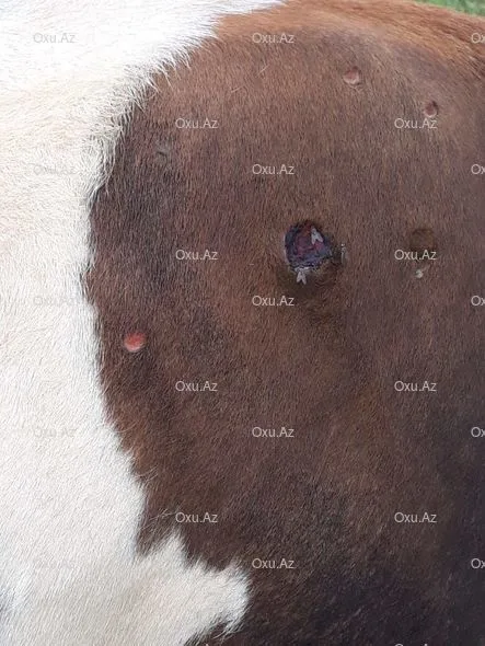 Bərdədə heyvanlar arasında kütləvi xəstəlik yayılıb - -FOTO