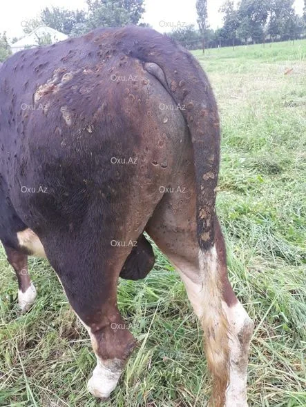 Bərdədə heyvanlar arasında kütləvi xəstəlik yayılıb - -FOTO