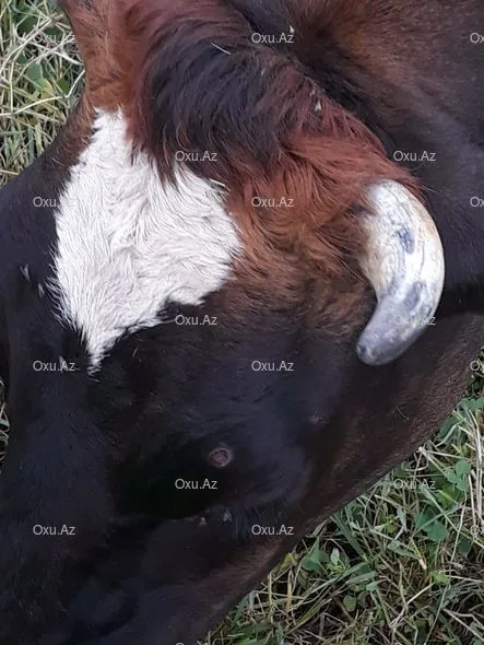 Bərdədə heyvanlar arasında kütləvi xəstəlik yayılıb - -FOTO