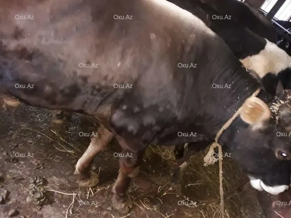 Bərdədə heyvanlar arasında kütləvi xəstəlik yayılıb - -FOTO