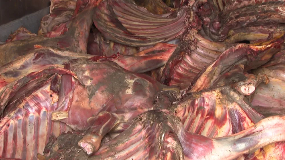 “Leş Tofiq” və dəstəsi - ƏLƏ KEÇDİ - FOTOLAR - VİDEO