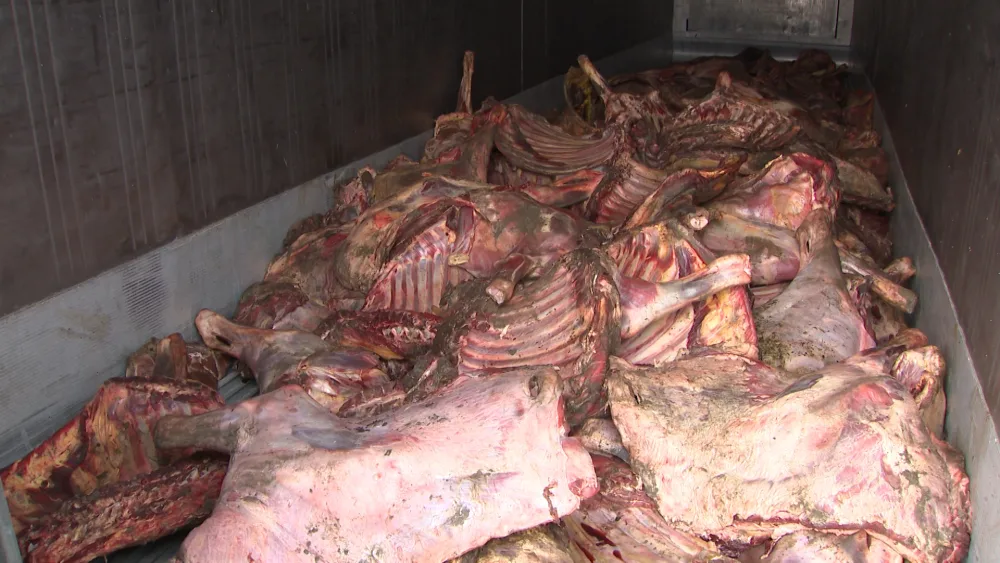 “Leş Tofiq” və dəstəsi - ƏLƏ KEÇDİ - FOTOLAR - VİDEO