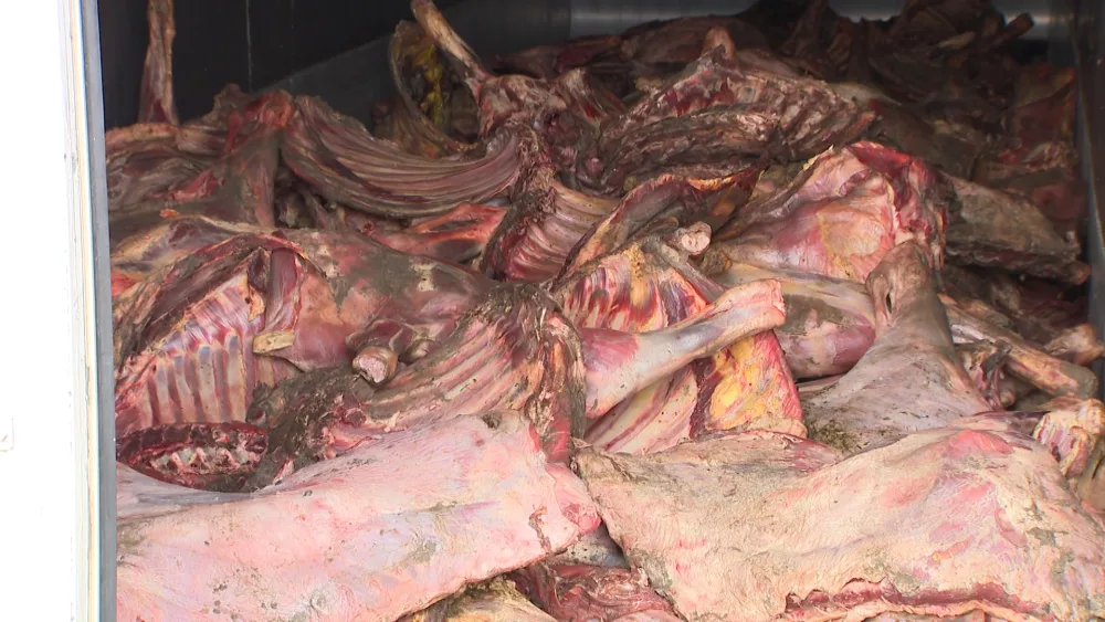 “Leş Tofiq” və dəstəsi - ƏLƏ KEÇDİ - FOTOLAR - VİDEO