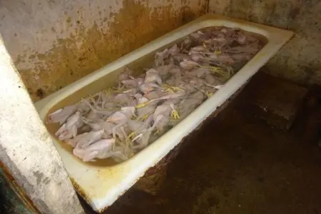 Bakıda 1 tona yaxın yararsız quş əti - AŞKARLANDI - DİN