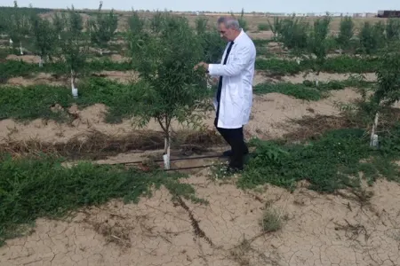 AQTA Füzulidə fitosanitar müşahidələr apardı
