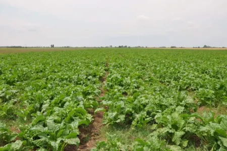 Bu il Azərbaycanda 28 min ton şəkər çuğunduru yığılıb