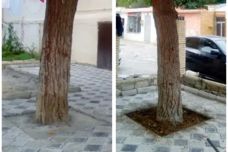 Bakıda ağacın dibini betonlayan şəxs - CƏZALANDI - FOTO
