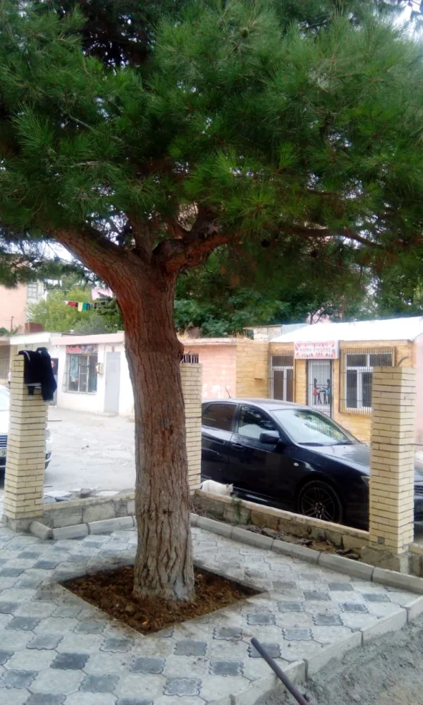 Bakıda ağacın dibini betonlayan şəxs - CƏZALANDI - FOTO