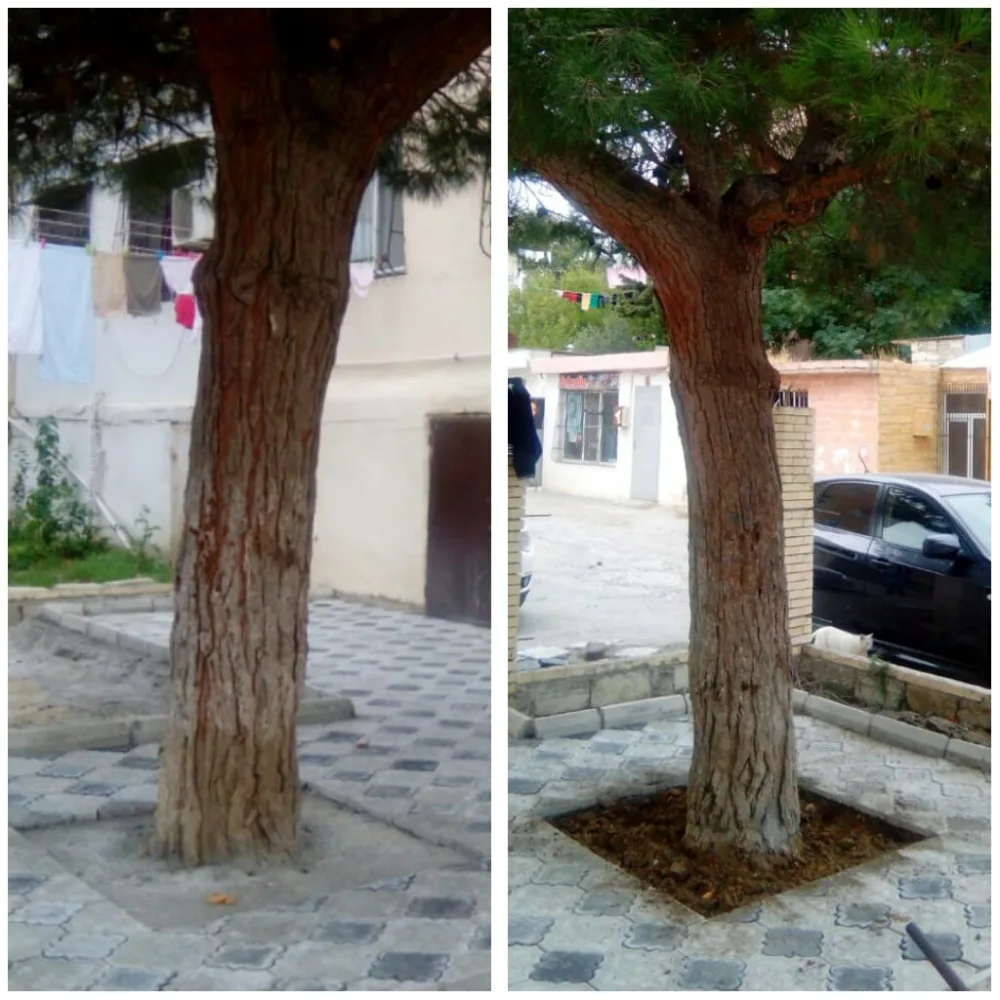 Bakıda ağacın dibini betonlayan şəxs - CƏZALANDI - FOTO