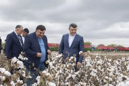 Azərbaycanda kombaynlarla kütləvi pambıq yığımına - BAŞLANILDI - FOTO