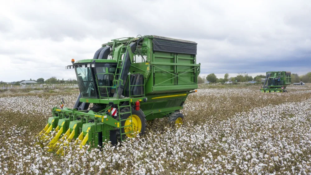 Azərbaycanda kombaynlarla kütləvi pambıq yığımına - BAŞLANILDI - FOTO