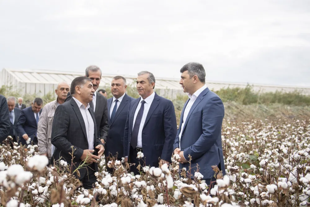 Azərbaycanda kombaynlarla kütləvi pambıq yığımına - BAŞLANILDI - FOTO