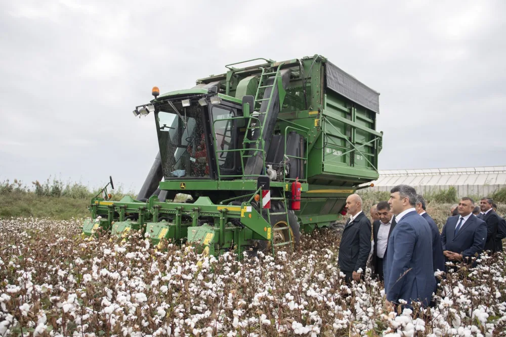 Azərbaycanda kombaynlarla kütləvi pambıq yığımına - BAŞLANILDI - FOTO