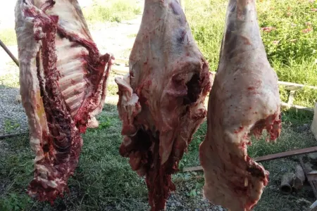 Mingəçevirdə ölü heyvan əti satan şəxs - SAXLANILDI - FOTO
